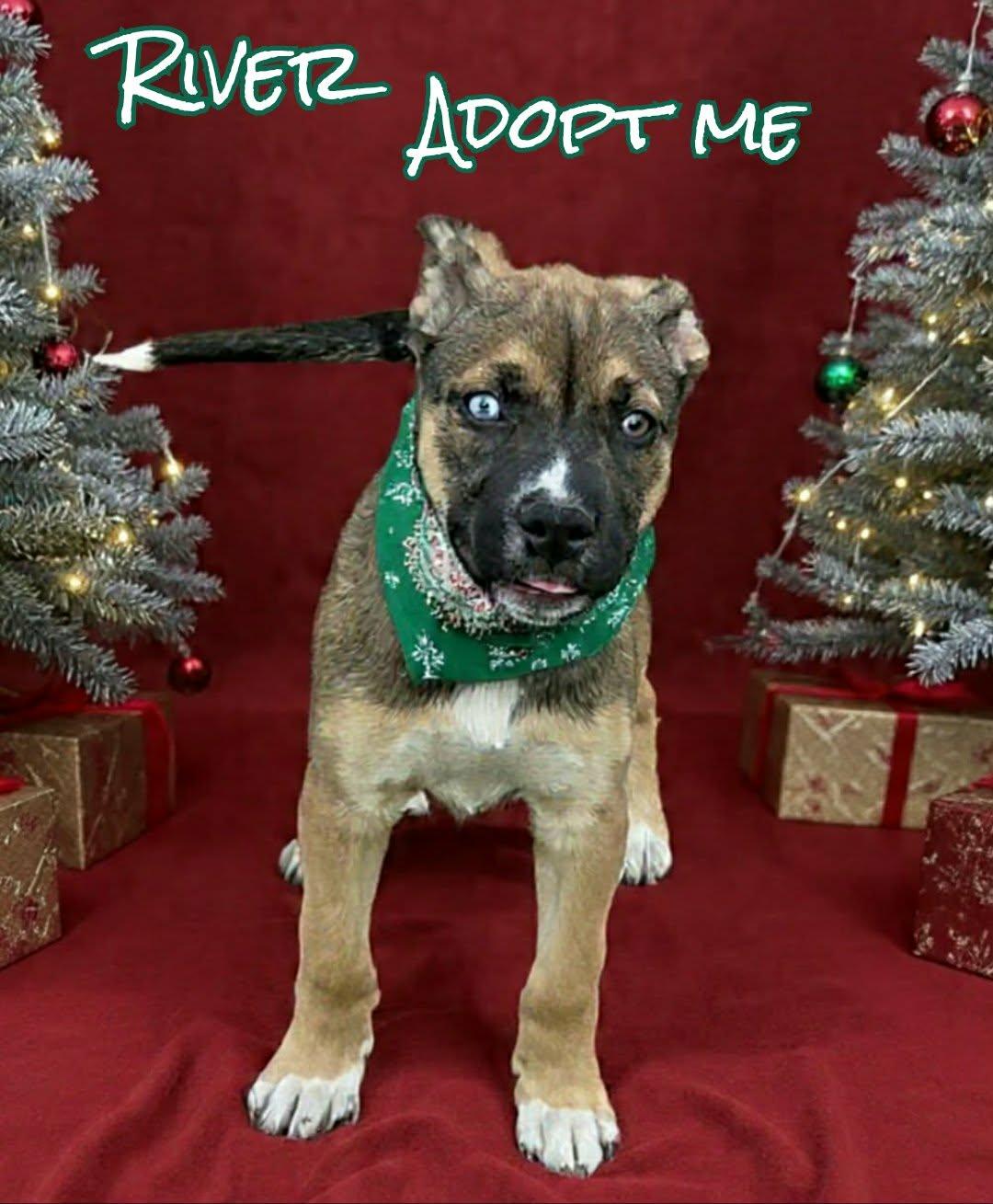 Enlarge River, a ADOPTABLE mixed breed image 2/4