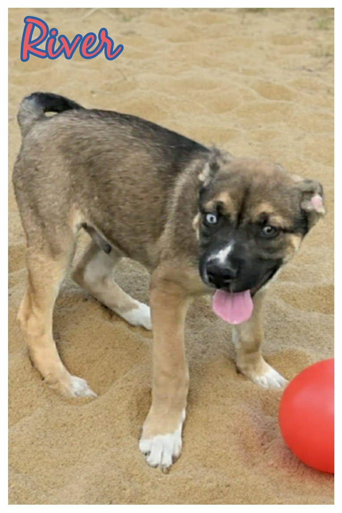 Enlarge River, a ADOPTABLE mixed breed image 3/4