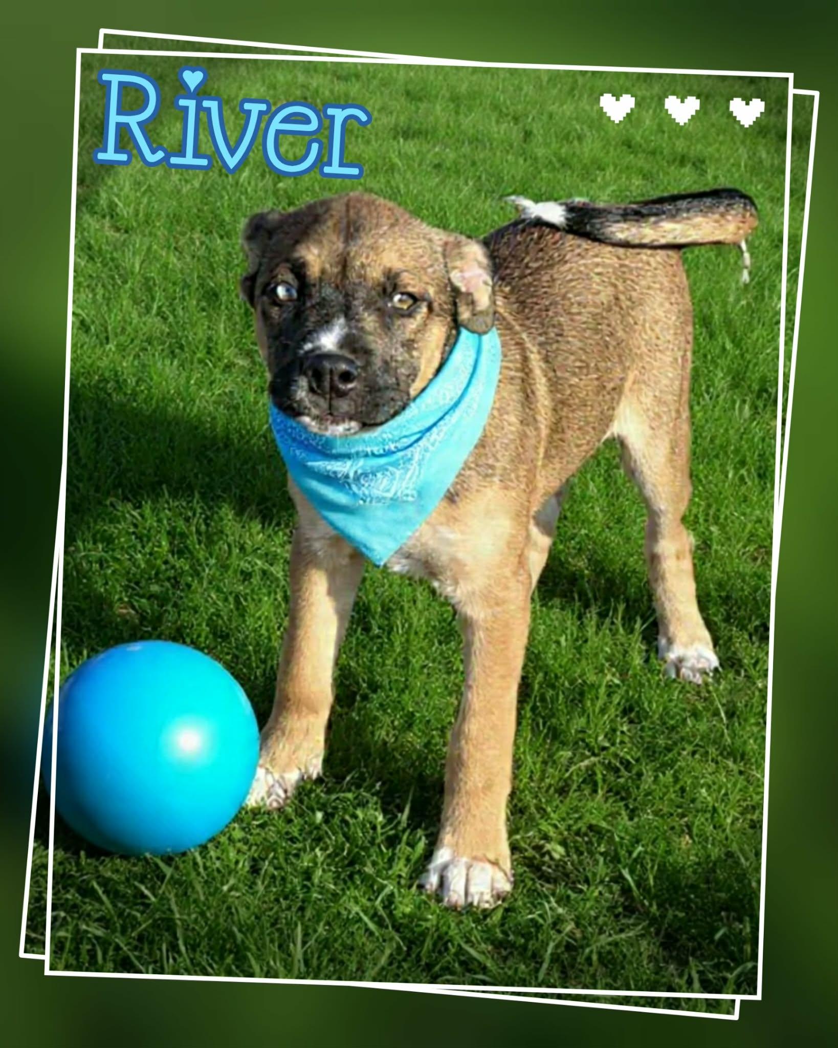 Enlarge River, a ADOPTABLE mixed breed image 4/4
