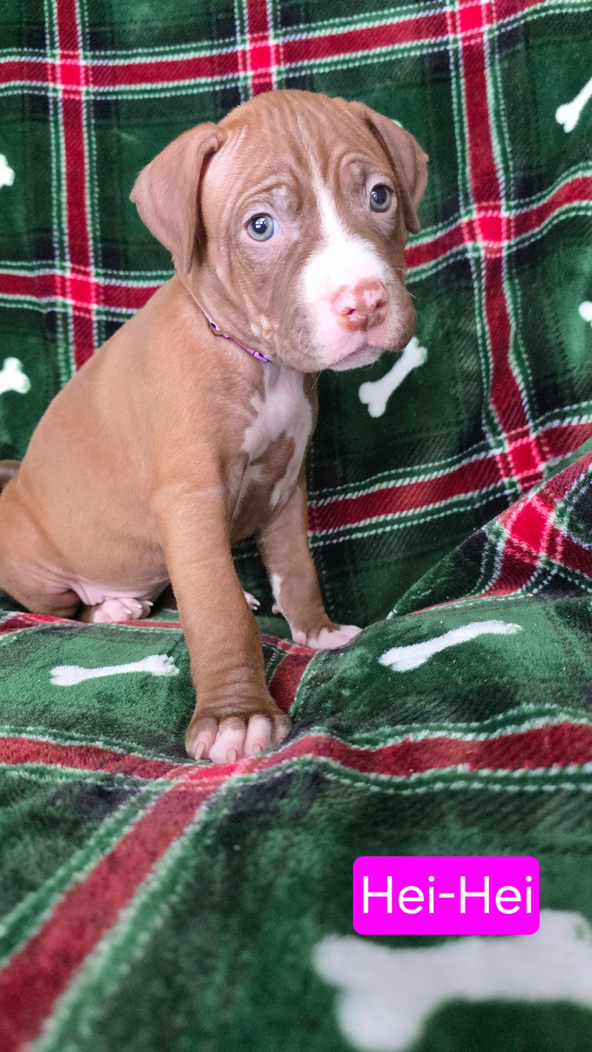 Hei-Hei, Adoptable, Puppy Female Pit Bull Terrier & Hound.