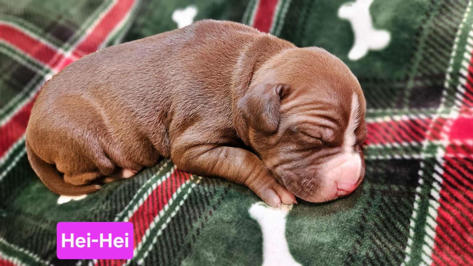 Enlarge Hei-Hei, a Adoptable mixed breed in Duluth, MN image 1/1