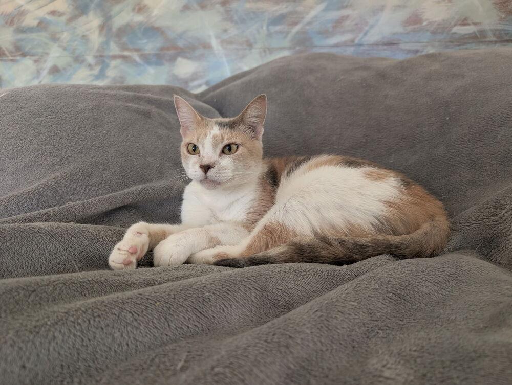 Enlarge Sandy, a Adoptable mixed breed in Emerald Isle, NC image 2/3