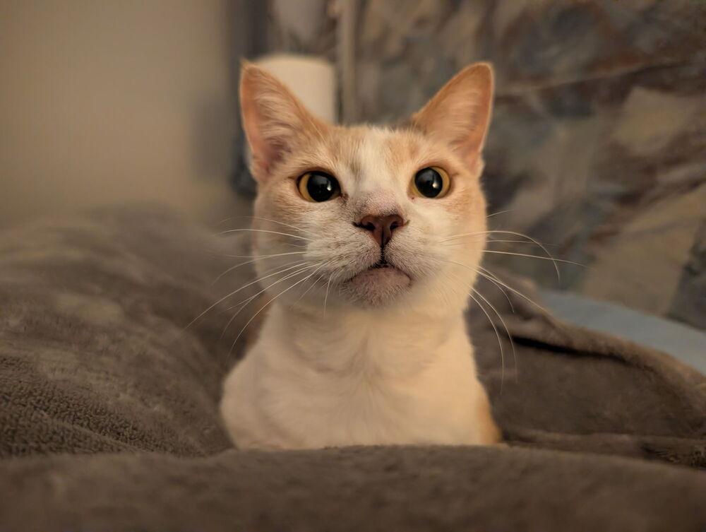 Enlarge Sandy, a Adoptable mixed breed in Emerald Isle, NC image 3/3