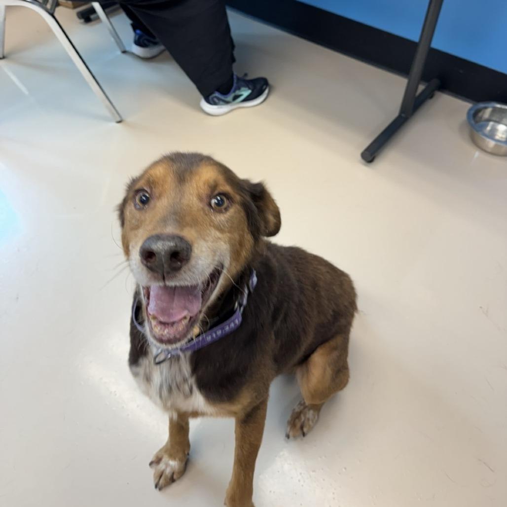 Fozzie, Adoptable, Senior Male Mixed Breed.