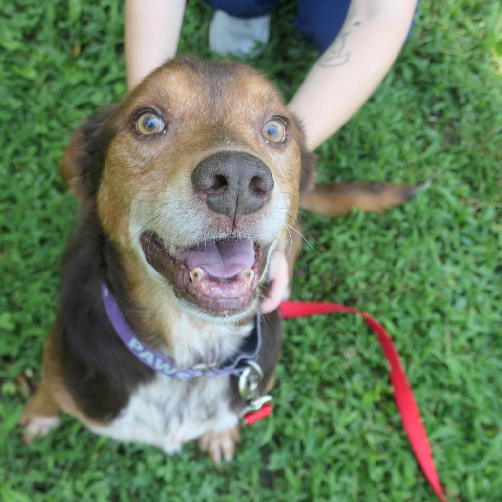 Enlarge Fozzie, a Adoptable Mixed Breed in Mebane, NC image 2/6