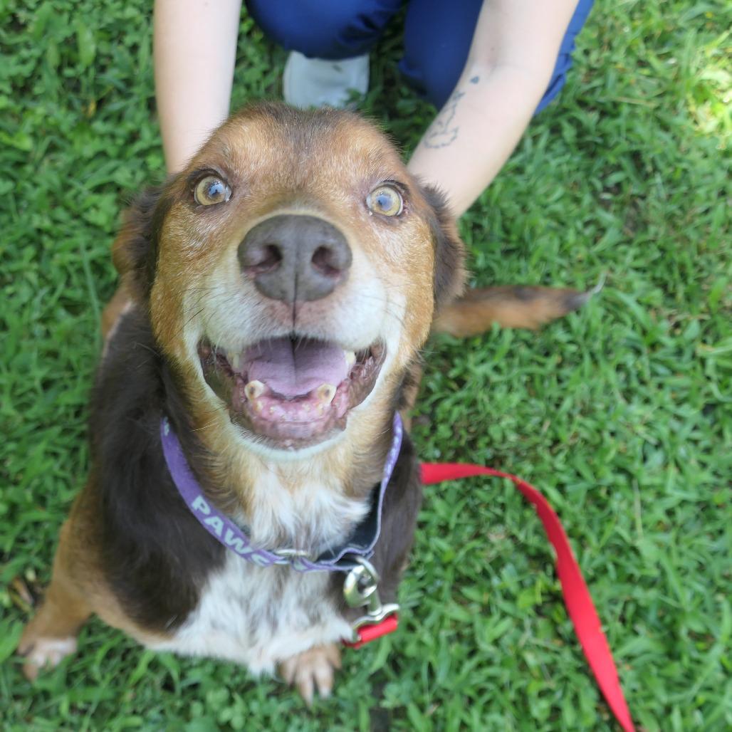 Enlarge Fozzie, a Adoptable Mixed Breed in Mebane, NC image 3/6