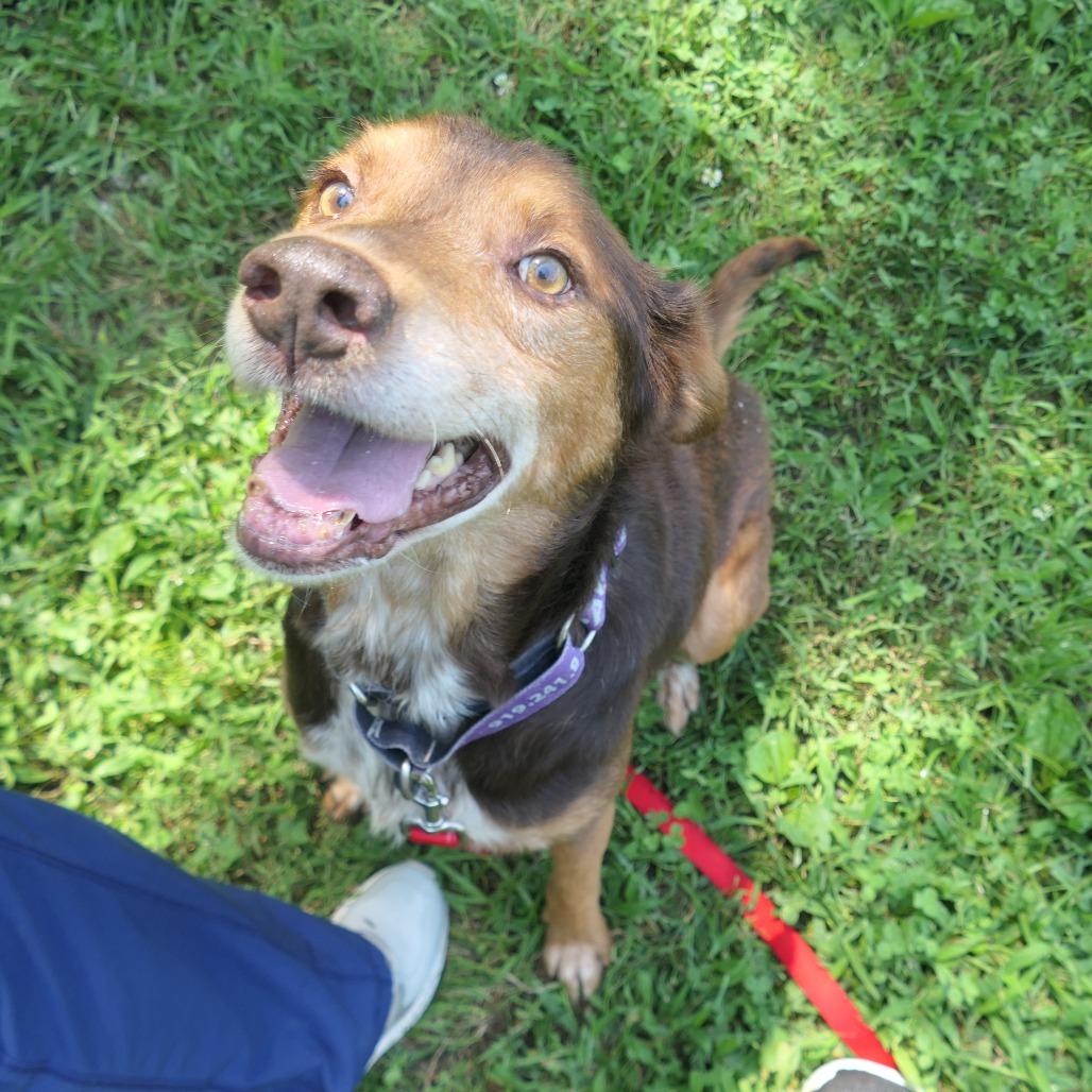 Enlarge Fozzie, a Adoptable Mixed Breed in Mebane, NC image 4/6