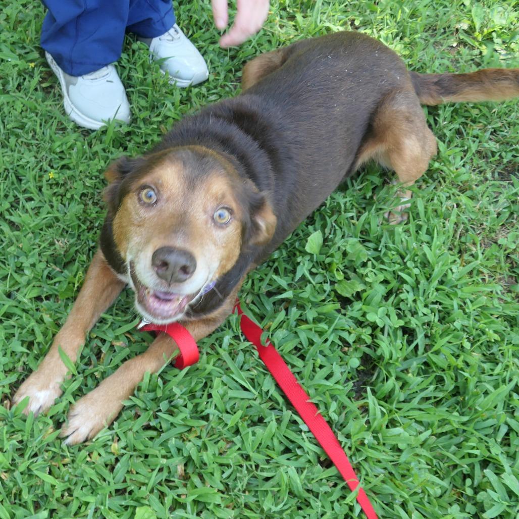 Enlarge Fozzie, a Adoptable Mixed Breed in Mebane, NC image 5/6