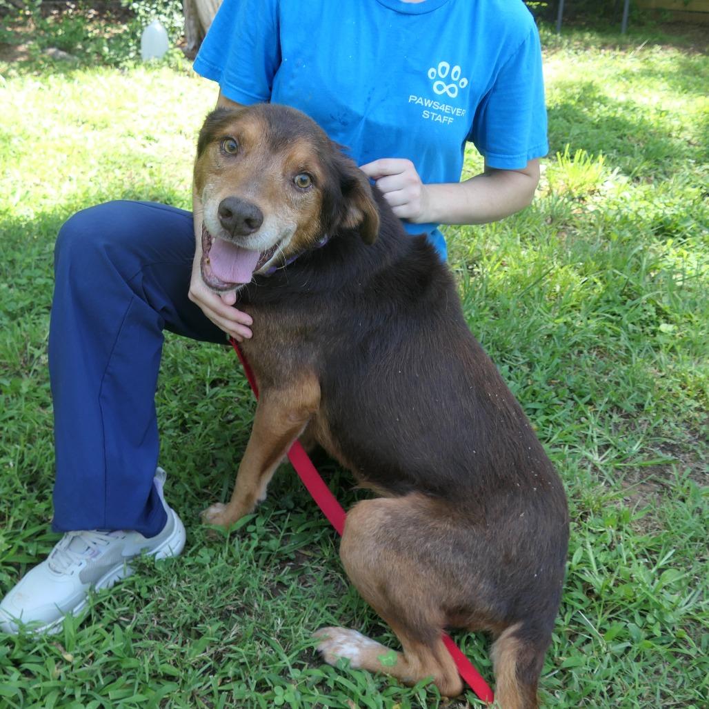 Enlarge Fozzie, a Adoptable Mixed Breed in Mebane, NC image 6/6