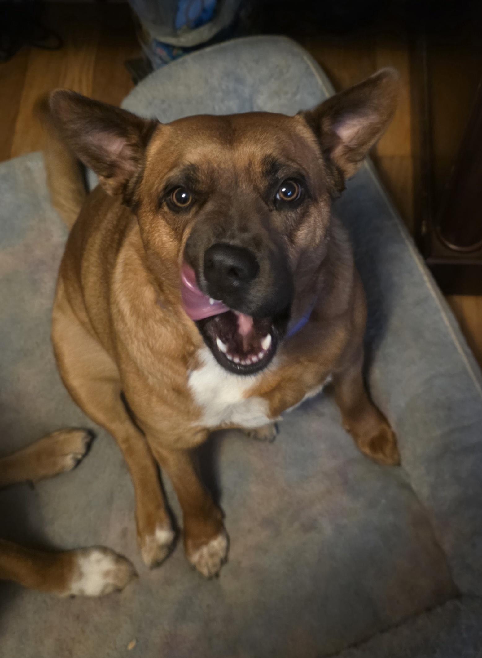Brownie , an adopted mixed breed in Cleveland , OH image 3/3