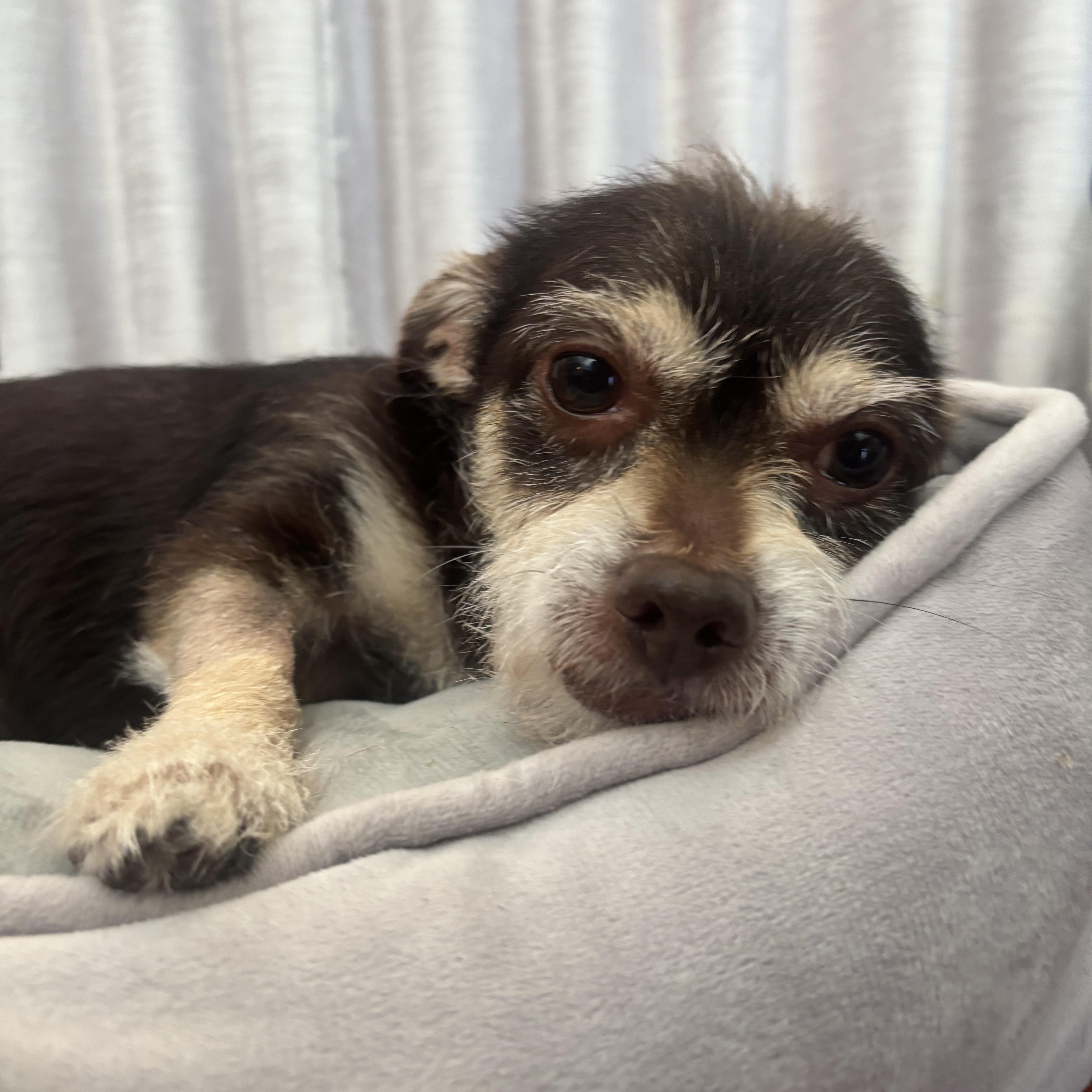 Enlarge Fierro is Available at Maison Sûre, an adoptable mixed breed in Sherman Oaks, CA image 3/3