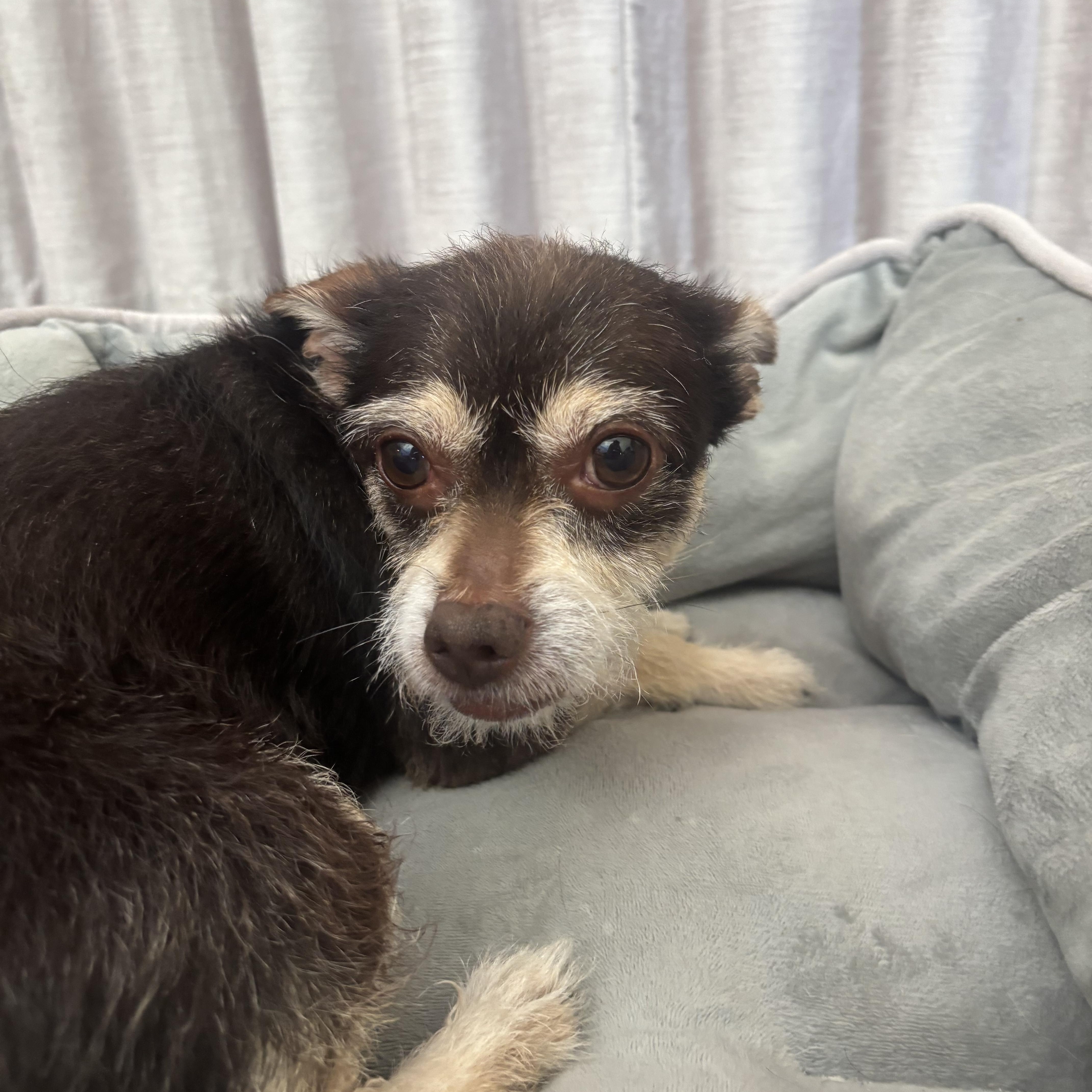 Fierro is Available at Maison Sûre, adoptable, Adult Male Terrier.