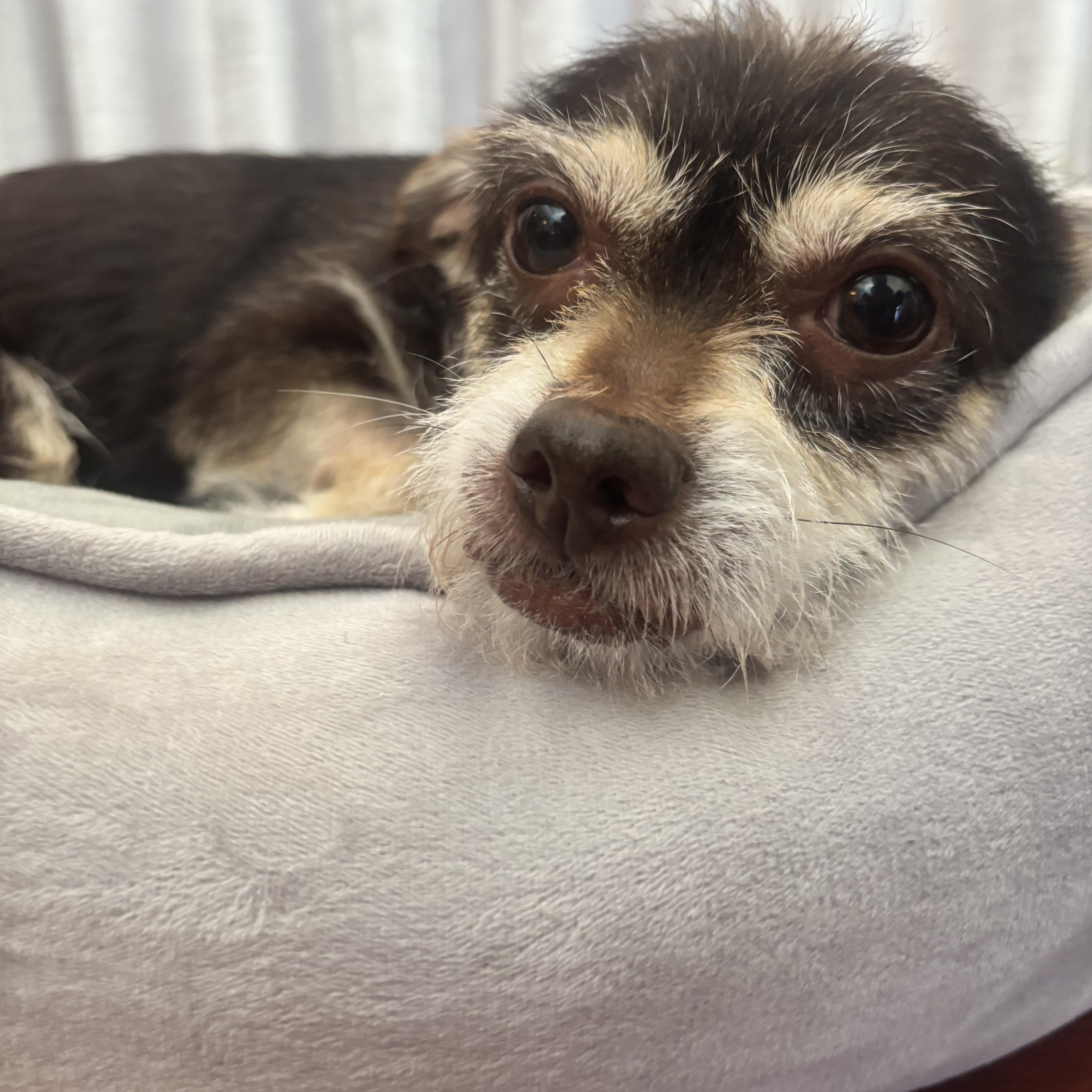 Enlarge Fierro is Available at Maison Sûre, an adoptable mixed breed in Sherman Oaks, CA image 2/3