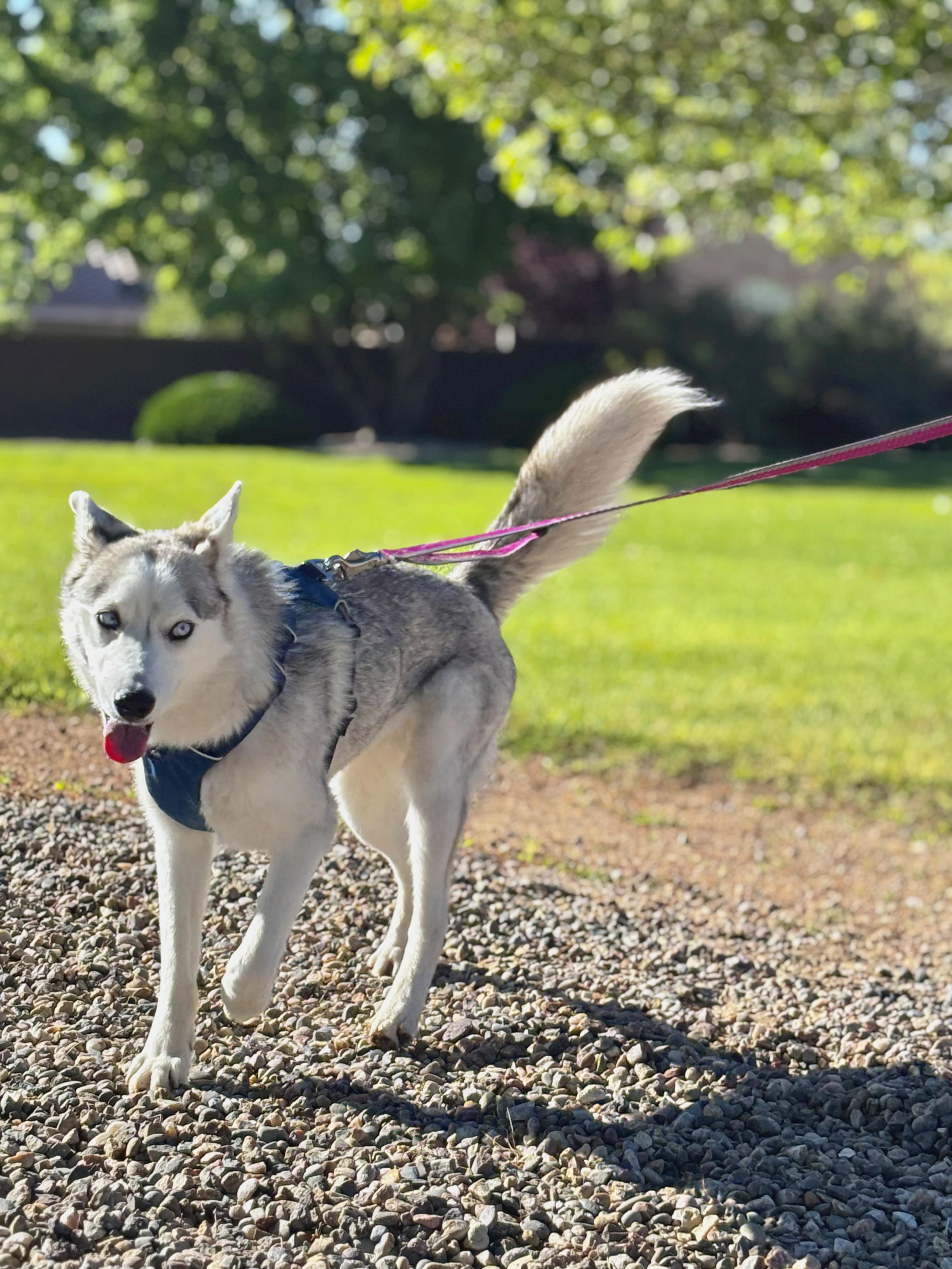 Enlarge T R U F F L E S, a Adoptable Husky in Santa Fe, NM image 3/5