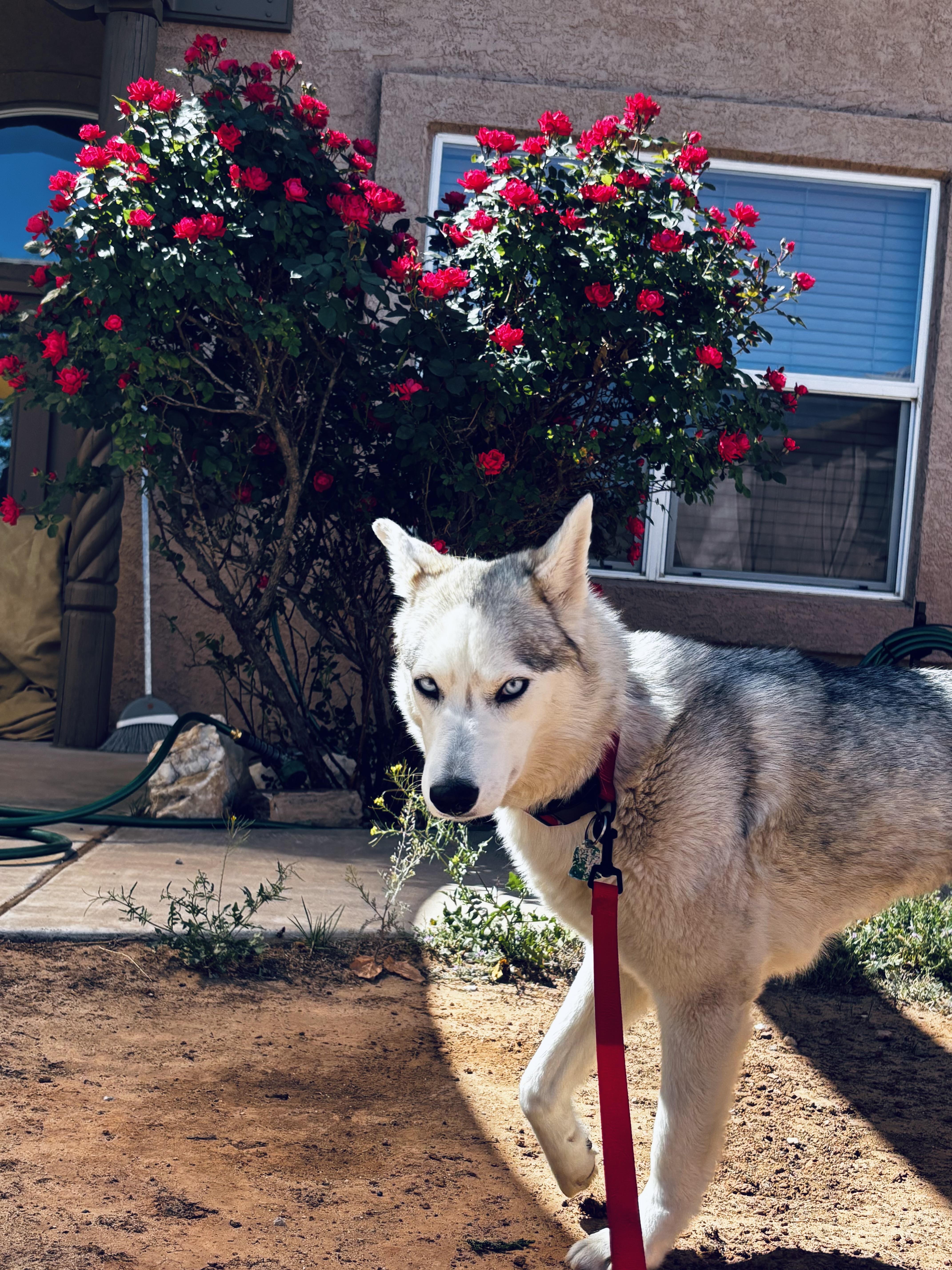 Enlarge T R U F F L E S, a Adoptable Husky in Santa Fe, NM image 5/5