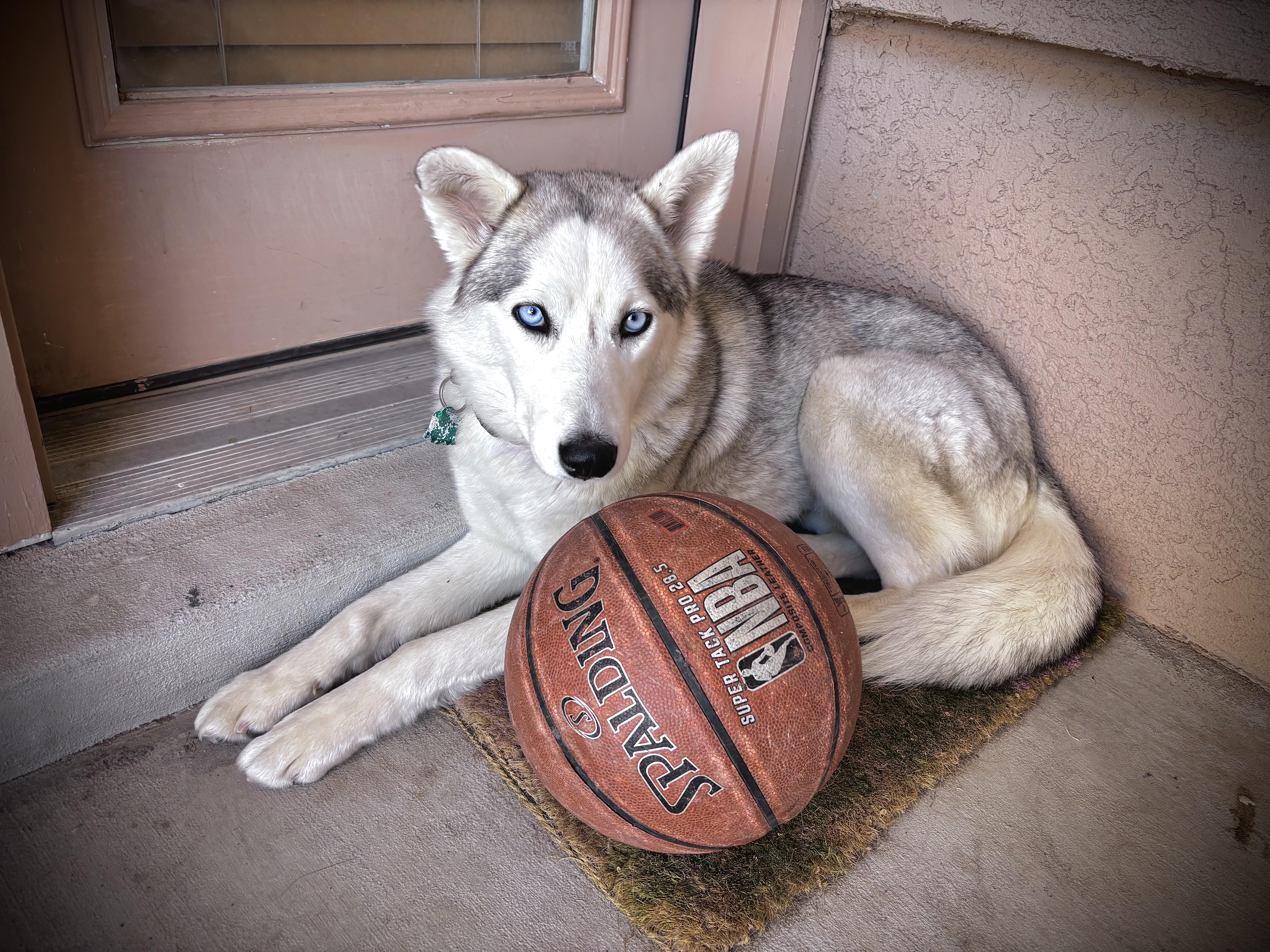 Enlarge T R U F F L E S, a Adoptable Husky in Santa Fe, NM image 2/5