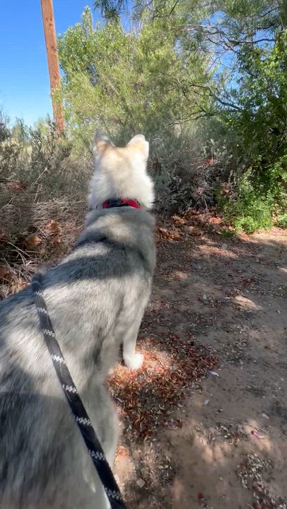 Enlarge T R U F F L E S, a Adoptable Husky in Santa Fe, NM video 4/5