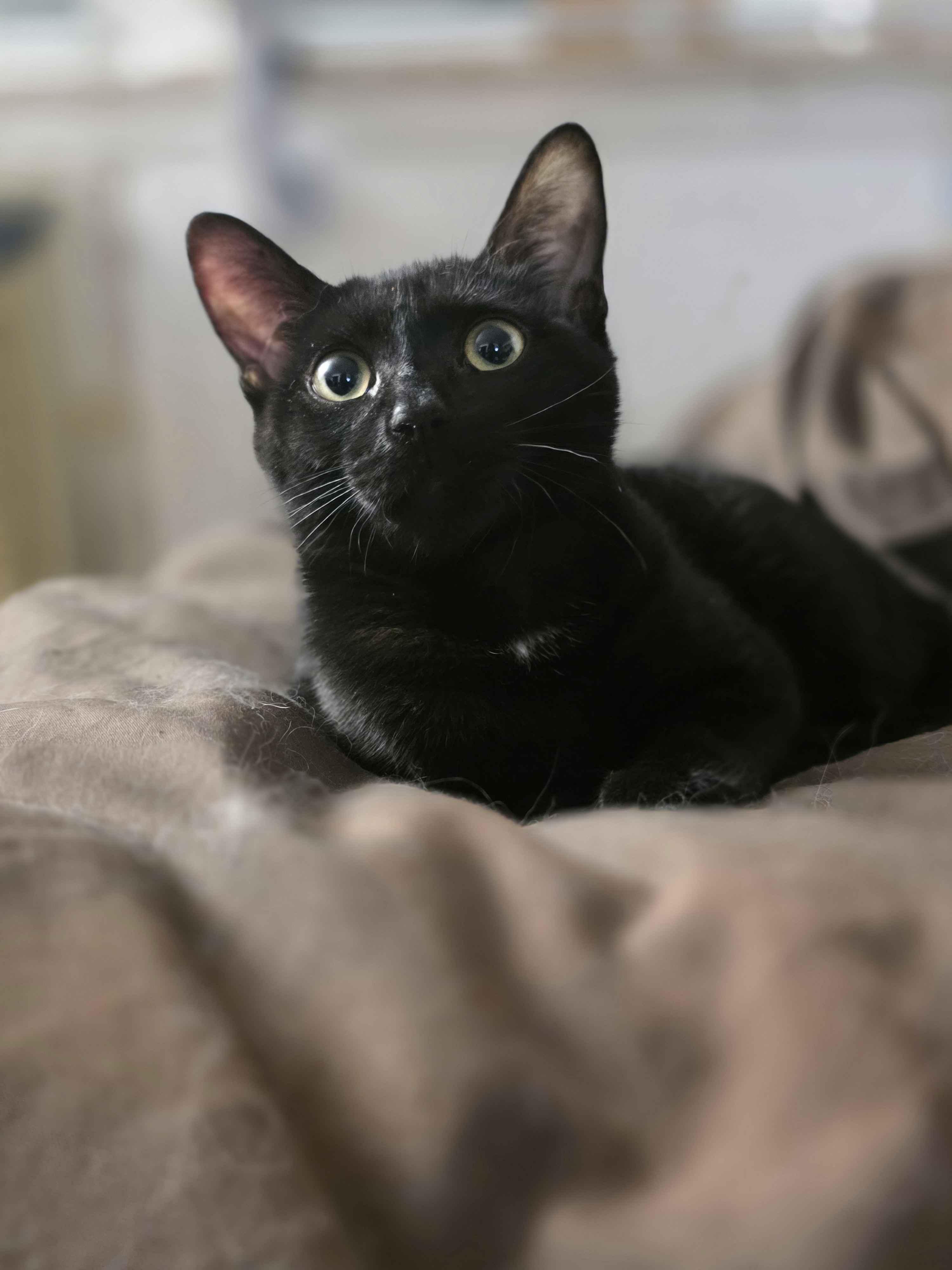 Checkers, adopted, Kitten Male Domestic Short Hair.