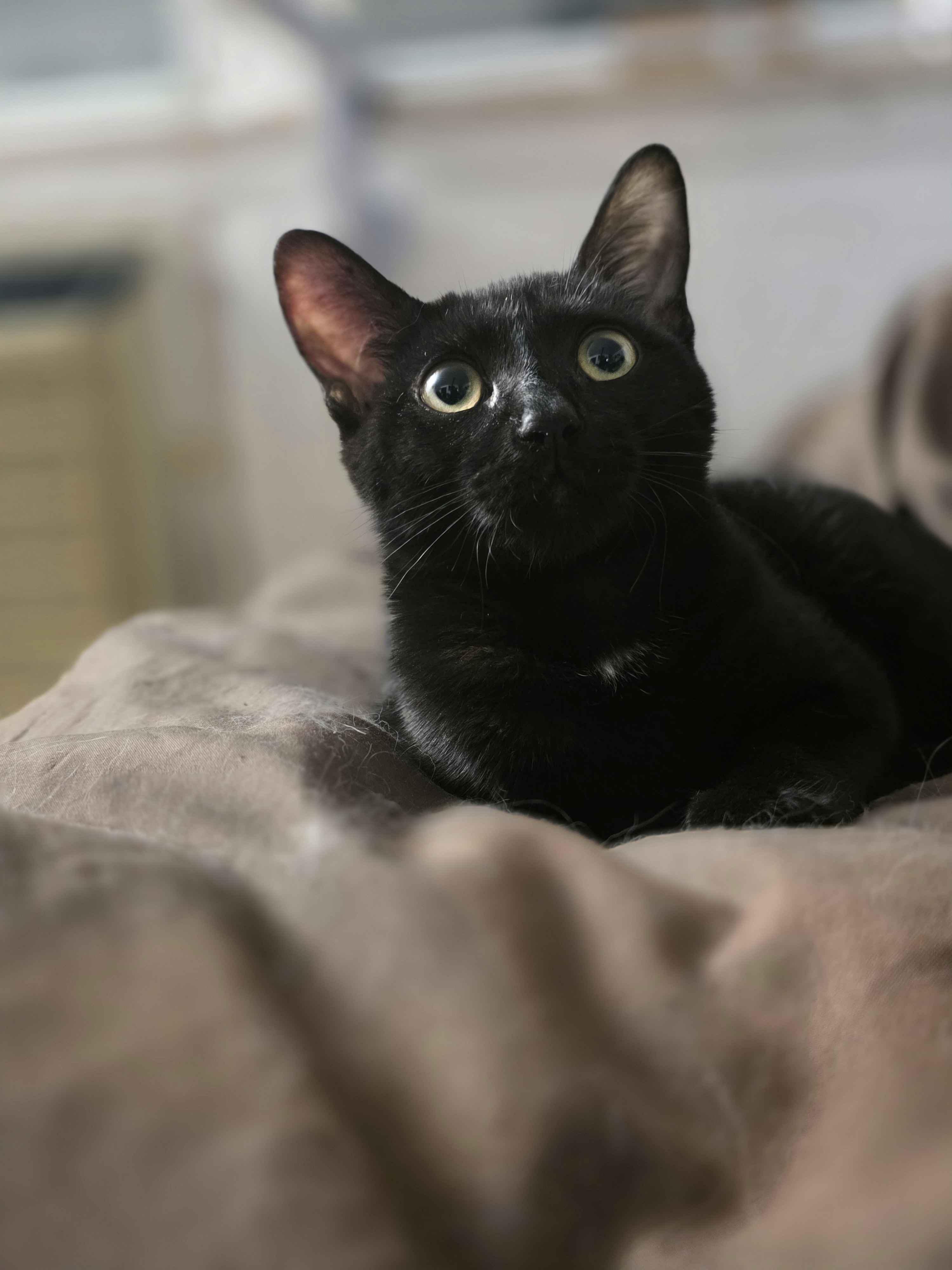 Enlarge Checkers, an adopted Domestic Short Hair in Piscataway, NJ image 3/5