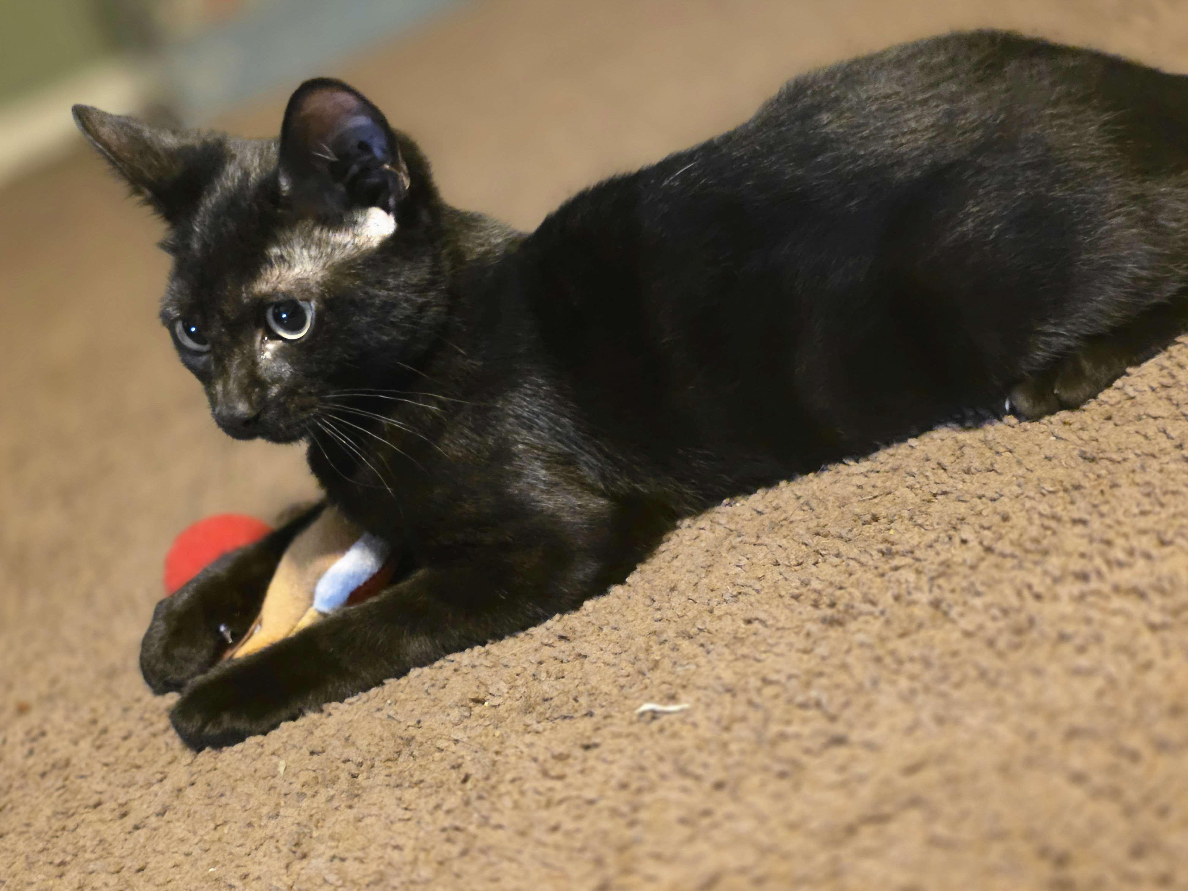Enlarge Checkers, an adopted Domestic Short Hair in Piscataway, NJ image 2/5