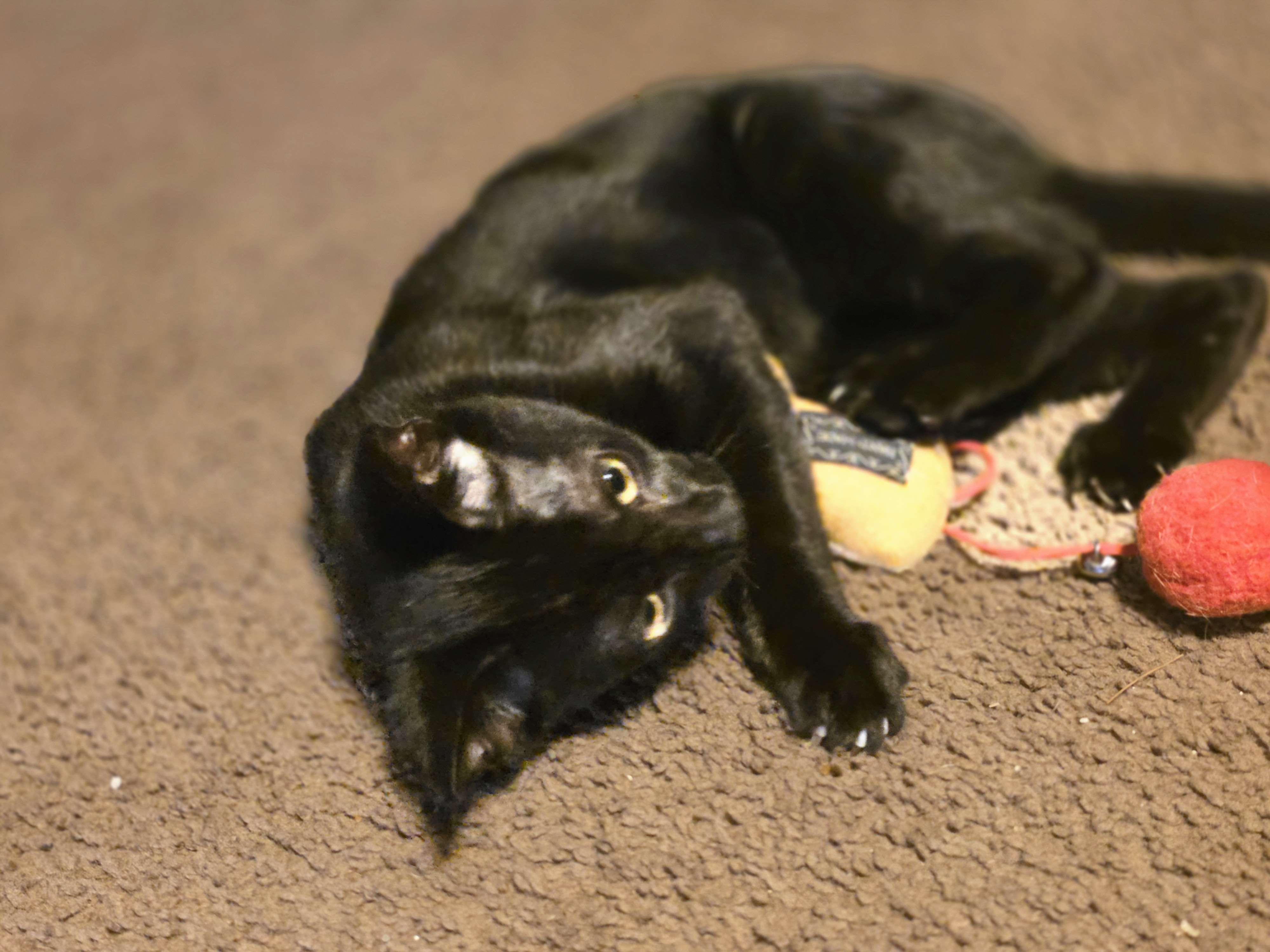 Enlarge Checkers, an adopted Domestic Short Hair in Piscataway, NJ image 4/5