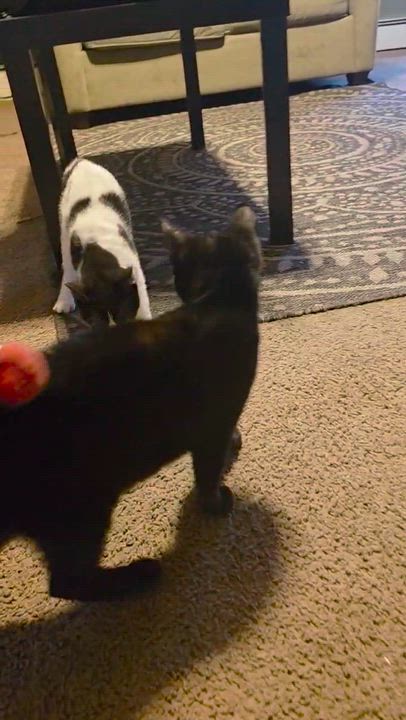 Enlarge Checkers, an adopted Domestic Short Hair in Piscataway, NJ video 5/5