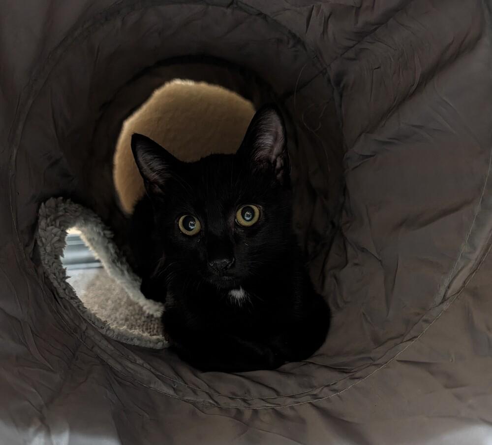Brew, Adoptable, Kitten Male Domestic Short Hair.