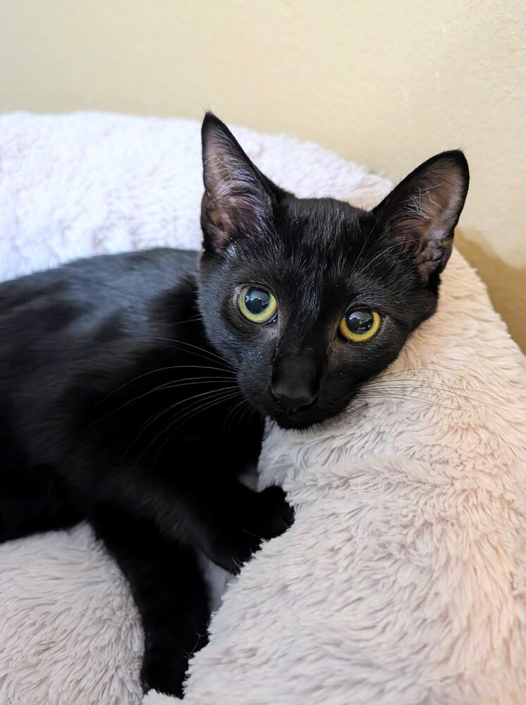 Enlarge Brew, a Adoptable mixed breed in Westfield, WI image 2/2