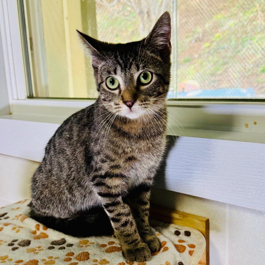 Tigeriss, Adoptable, Kitten Female Domestic Short Hair.