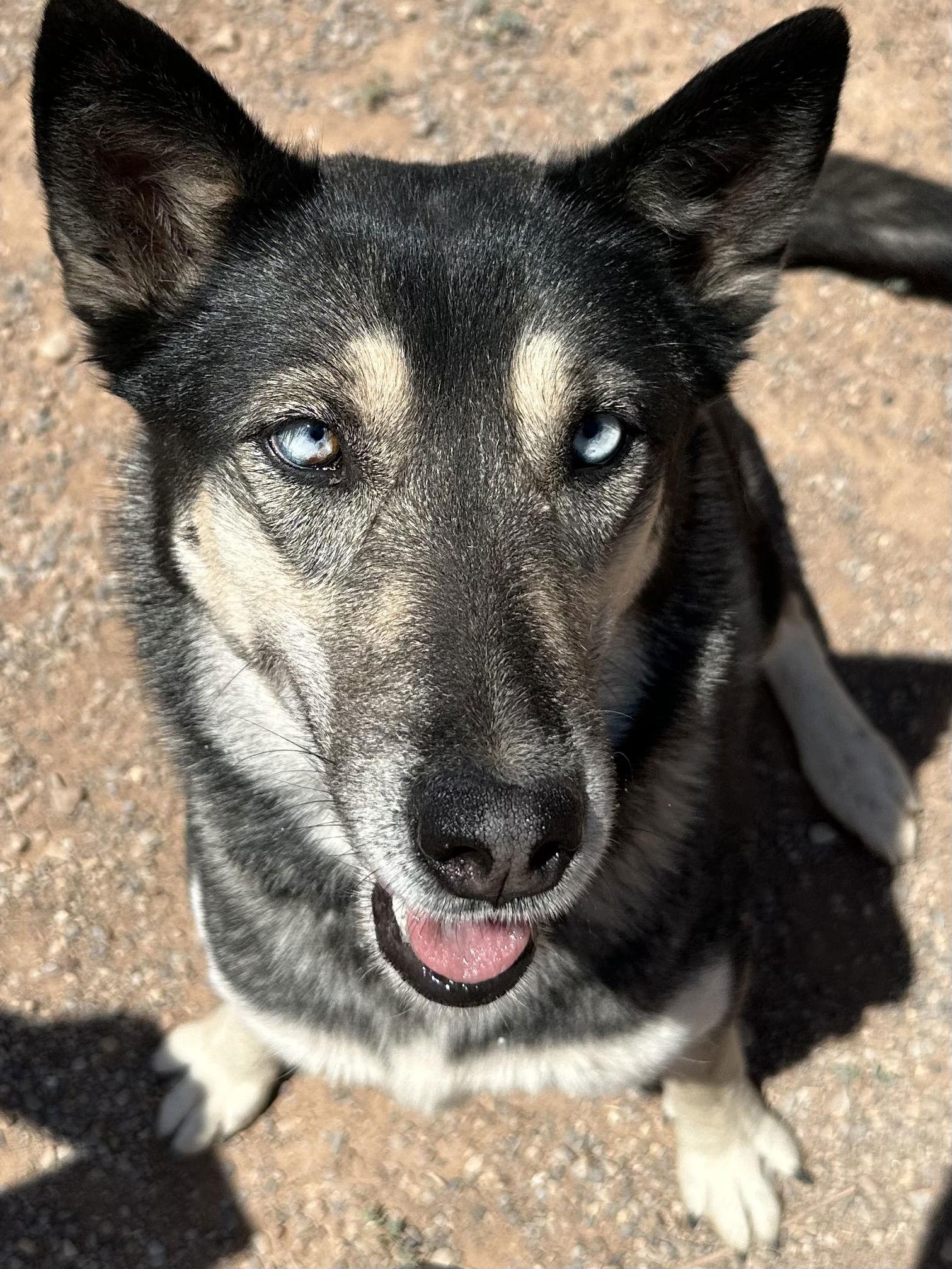 Shadow, Adoptable, Adult Female Siberian Husky & German Shepherd Dog.