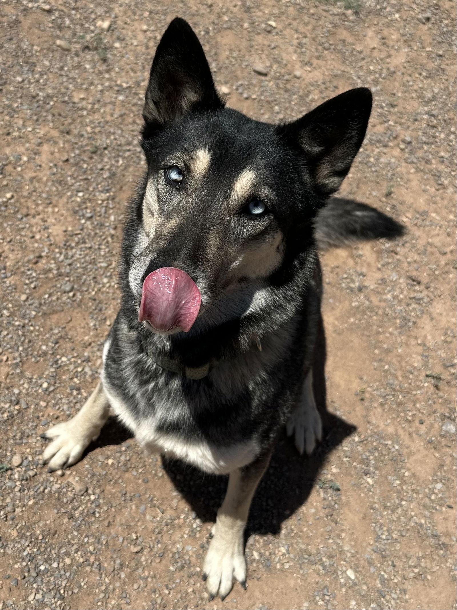 Shadow, a Adoptable mixed breed in Cedar Crest, NM image 2/3