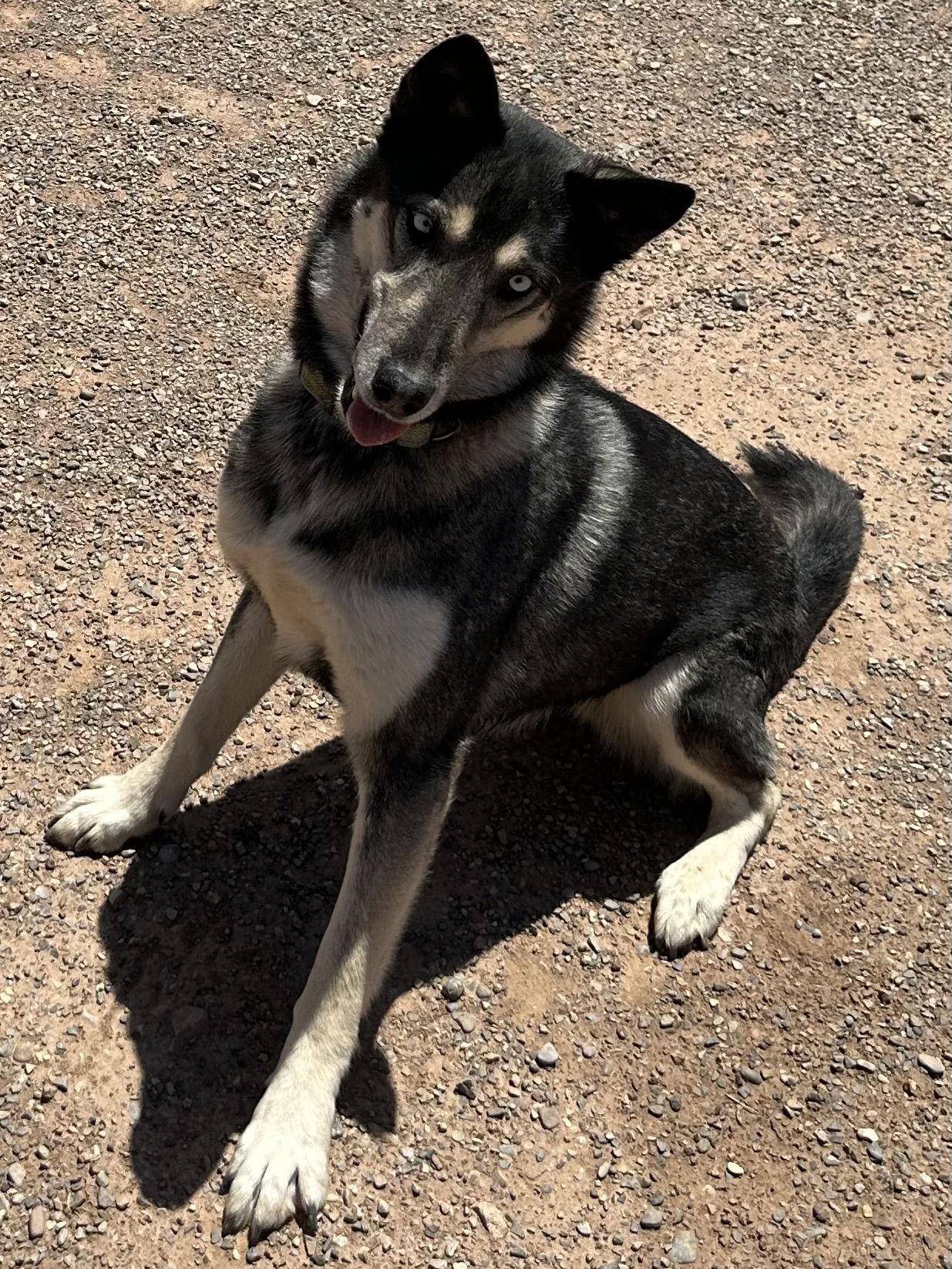 Shadow, a Adoptable mixed breed in Cedar Crest, NM image 3/3