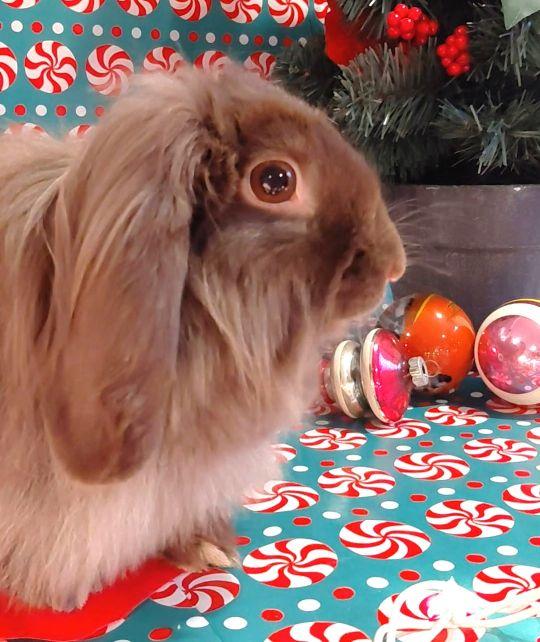 May, Adoptable, Adult Female Mini Lop & Lionhead.