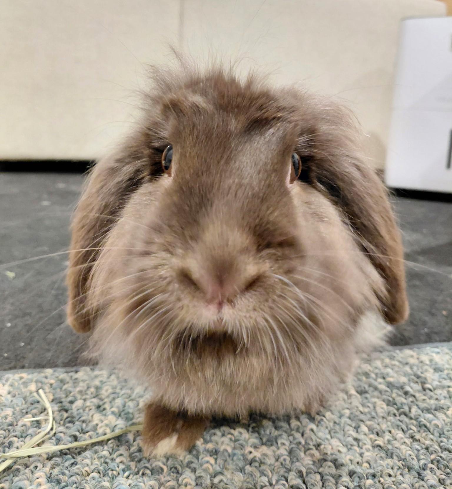 May, Adoptable, Adult Female Mini Lop & Lionhead.