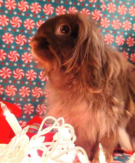 Enlarge May, a Adoptable mixed breed in Utica, NY image 3/6