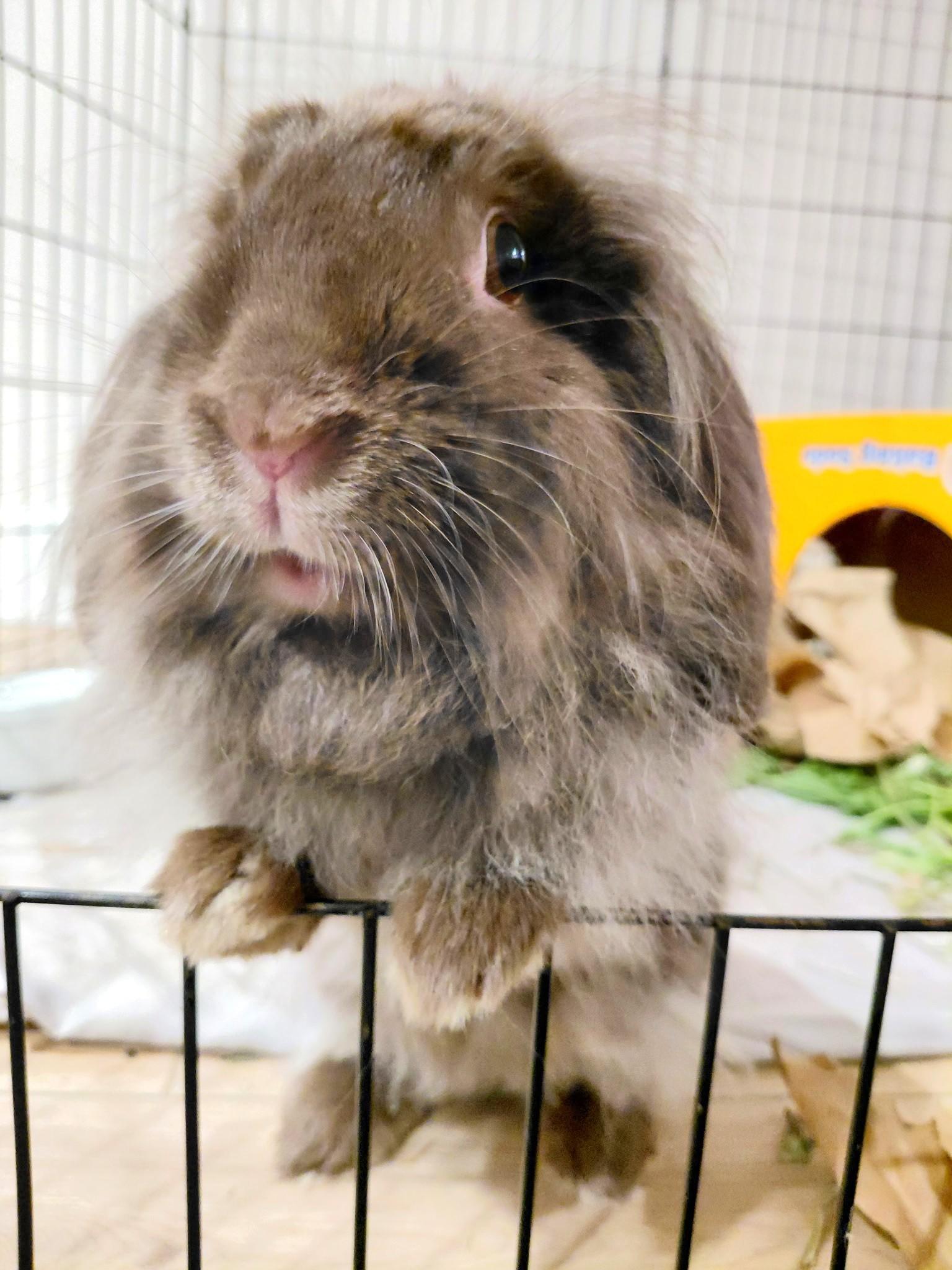 Enlarge May, a Adoptable mixed breed in Utica, NY image 2/4