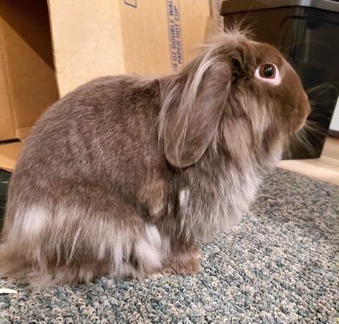 Enlarge May, a Adoptable mixed breed in Utica, NY image 3/4