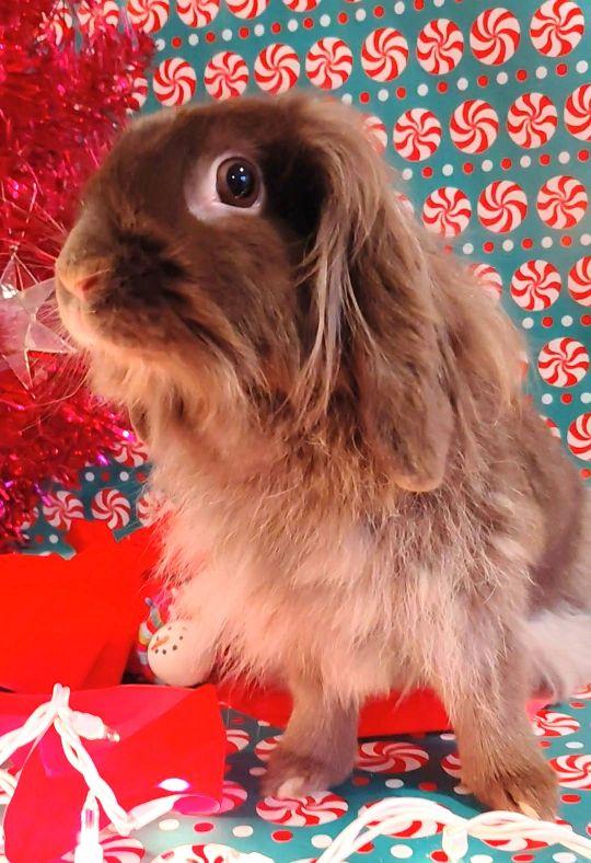 Enlarge May, a Adoptable mixed breed in Utica, NY image 2/6