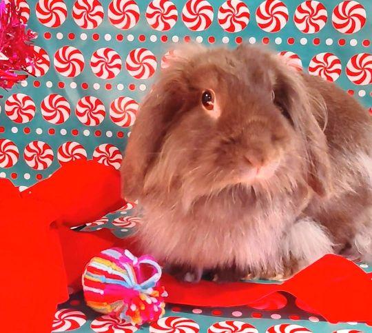 Enlarge May, a Adoptable mixed breed in Utica, NY image 4/6