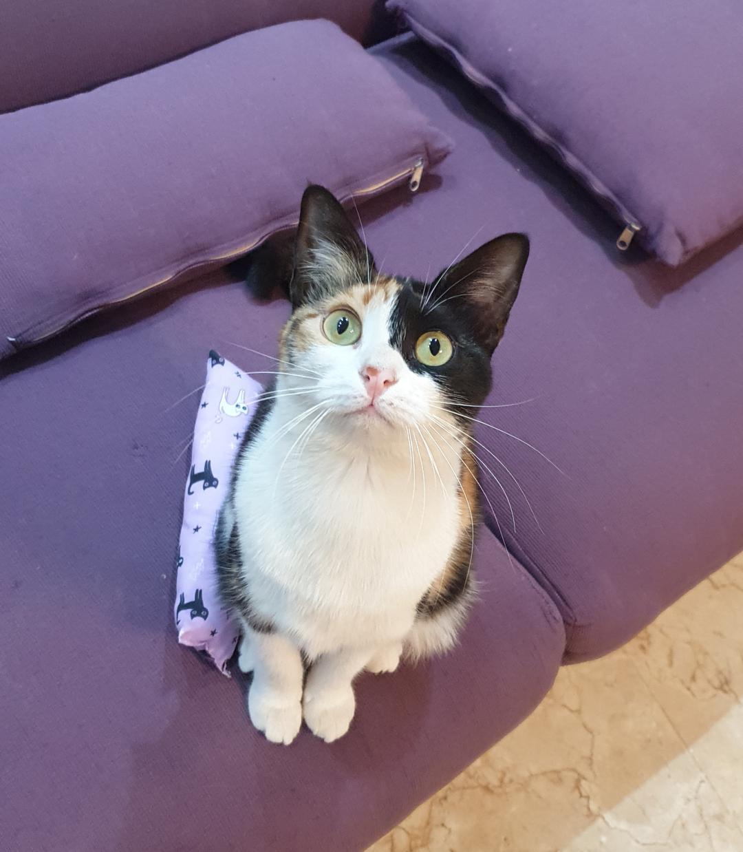 Enlarge Rozana - The Gentle Heart, a ADOPTABLE Domestic Short Hair in North York, ON image 1/5