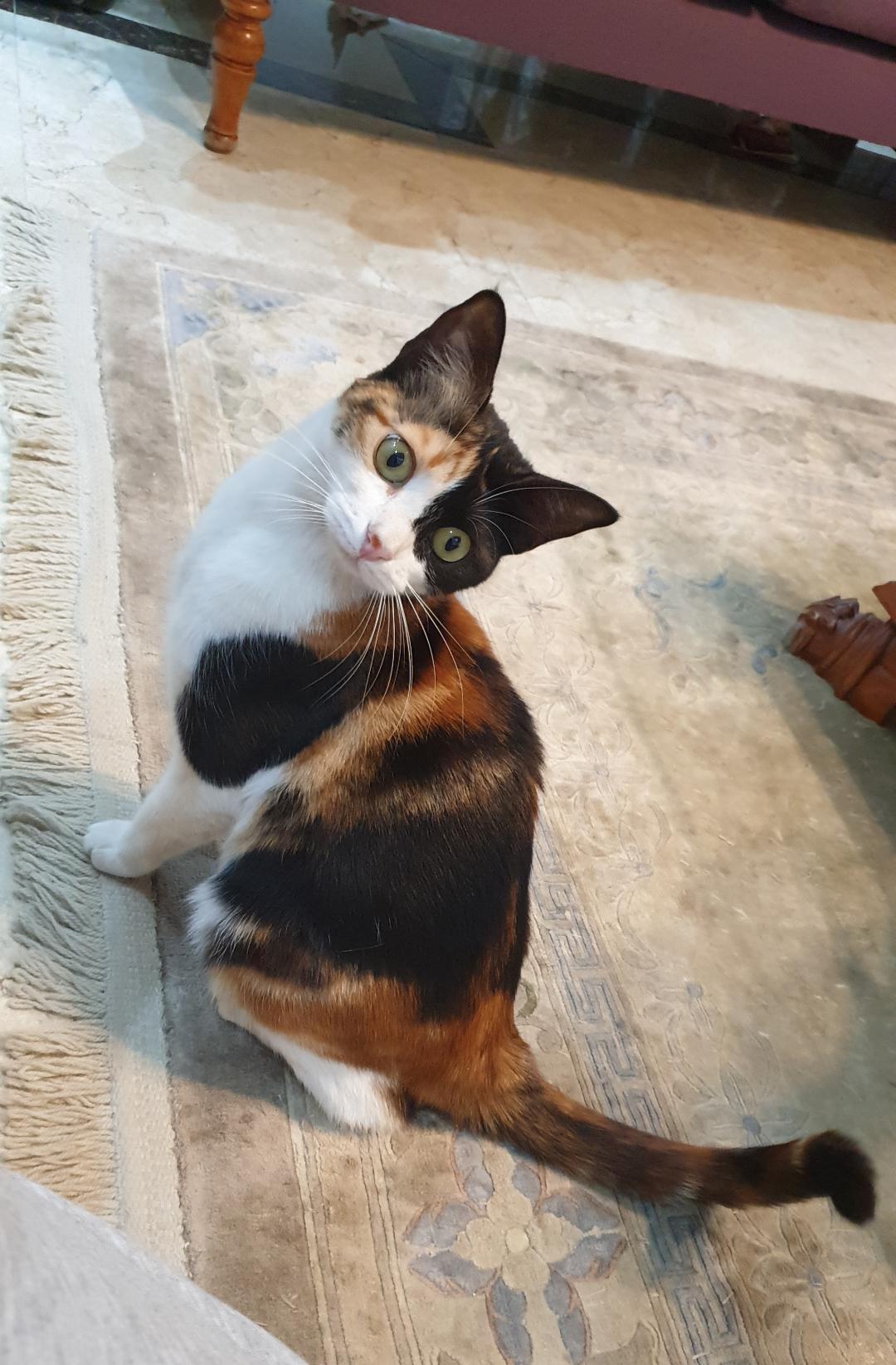 Enlarge Rozana - The Gentle Heart, a ADOPTABLE Domestic Short Hair in North York, ON image 3/5