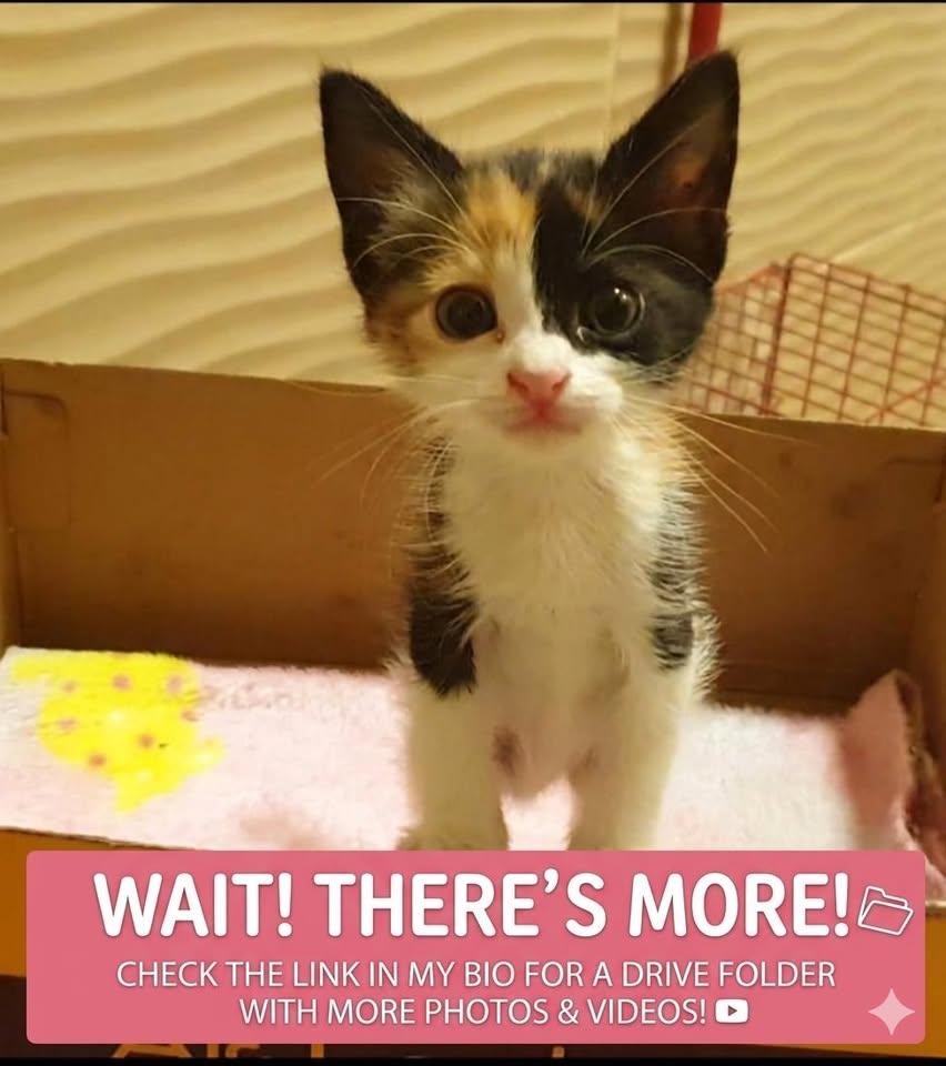 Enlarge Rozana - The Gentle Heart, a ADOPTABLE Domestic Short Hair in North York, ON image 5/5