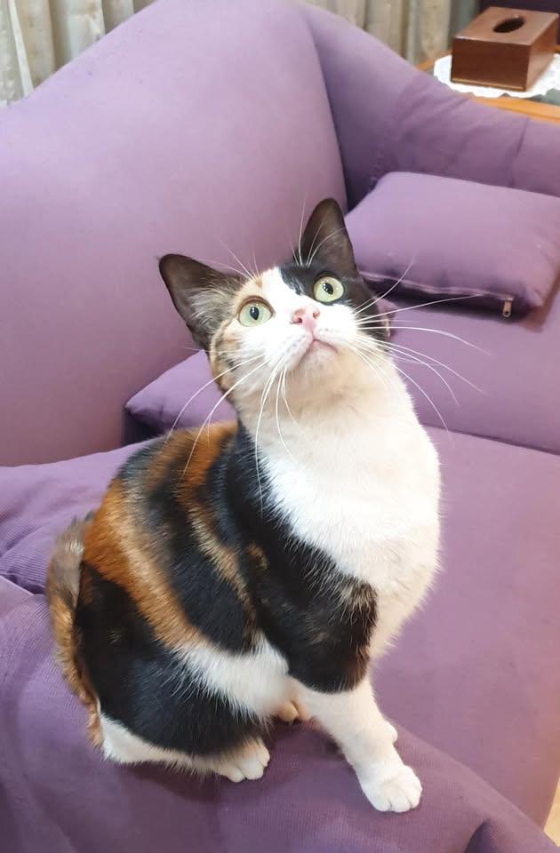 Enlarge Rozana - The Gentle Heart, a ADOPTABLE Domestic Short Hair in North York, ON image 4/5