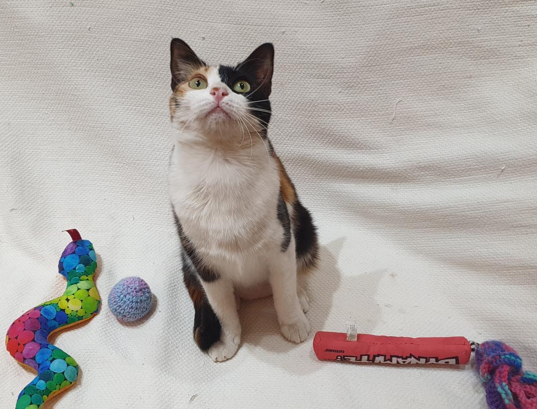 Enlarge Rozana - The Gentle Heart, a ADOPTABLE Domestic Short Hair in North York, ON image 2/5