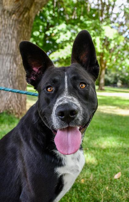 Enlarge Dustin, a Adoptable mixed breed in Yakima, WA image 1/3