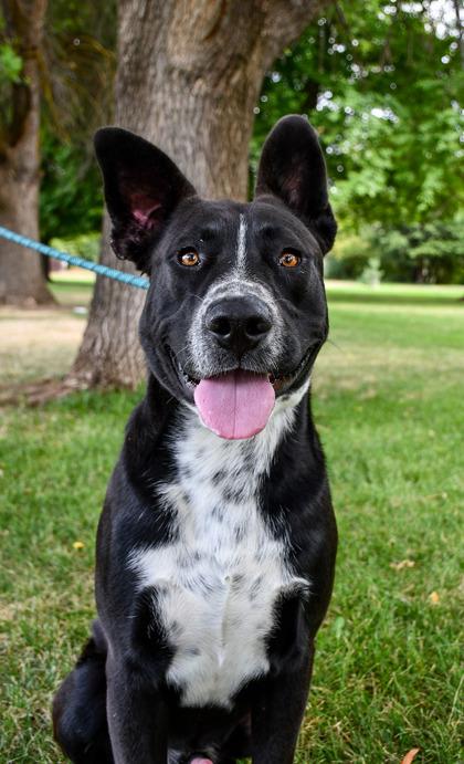 Enlarge Dustin, a Adoptable mixed breed in Yakima, WA image 2/3