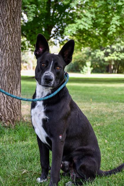 Enlarge Dustin, a Adoptable mixed breed in Yakima, WA image 3/3