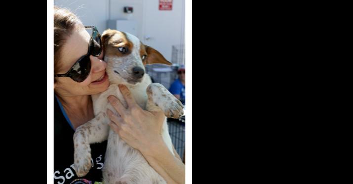 Musketeers: Porthos AKA Rusty, Adoptable, Adult Male Beagle & Spaniel.