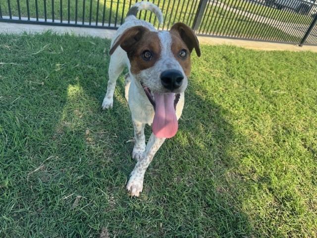 Enlarge Musketeers:  Porthos AKA Rusty, a Adoptable mixed breed in Dallas, TX image 2/5