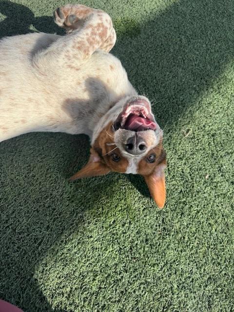 Enlarge Musketeers:  Porthos AKA Rusty, a Adoptable mixed breed in Dallas, TX image 3/5